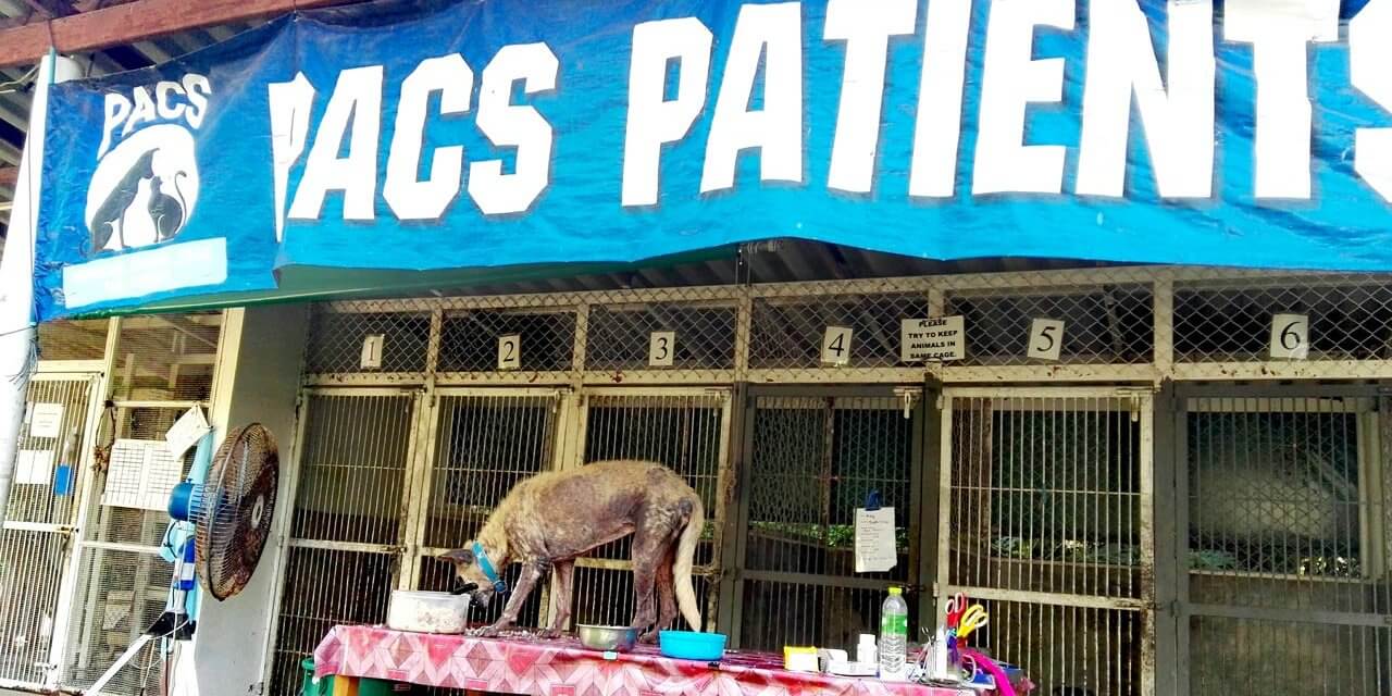 PACS – Phangan Animal Care for Strays