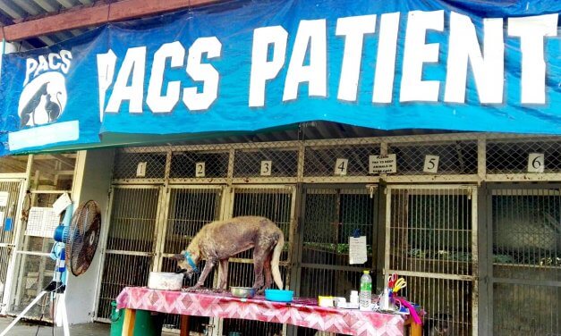 PACS - Phangan Animal Care for Strays