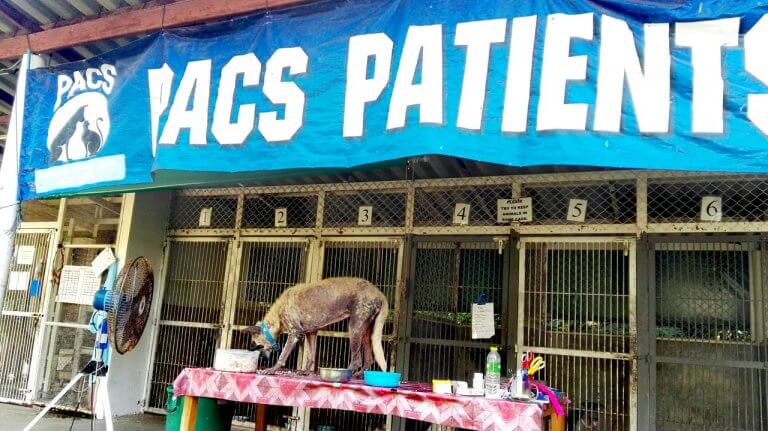 pacs-koh-phangan-1