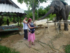 Elefanten auf Koh Phangan