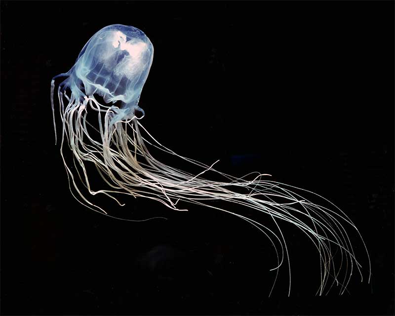 Already 2 dead in the Gulf of Thailand 2015: How big is the threat of dice jellyfish?