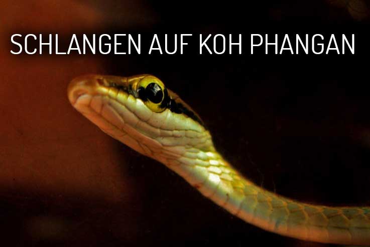 Schlangen auf Koh Phangan