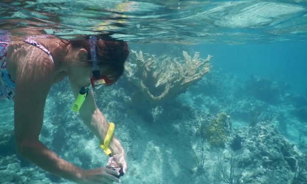 Ko Phangan Snorkeling: The best snorkeling places on the island