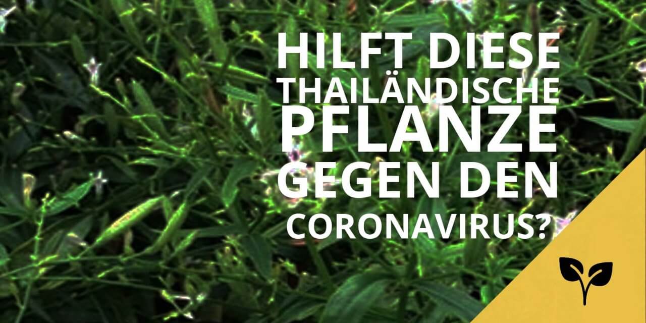 Does a Thai herb help against the corona virus?